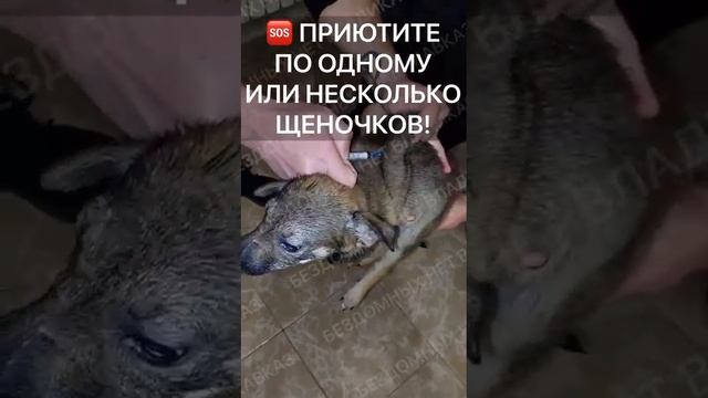 4 щенка из 20 уже погибли!Помогите спасти!! Марина +7 960 406-91-29❗Все звонки только на ВАТСАПП❗ смотреть онлайн