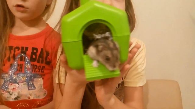 Домик хомяка . Какой выбрать домик для хомяка . Уход за хомяком . смотреть онлайн