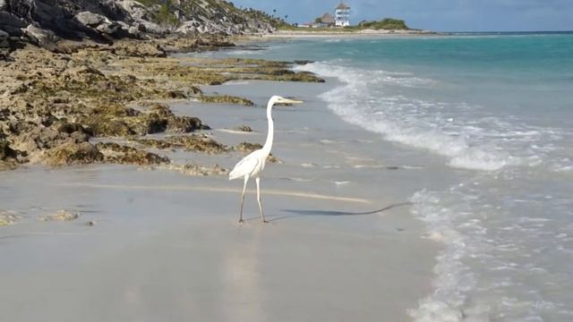 Кайо Гильермо, Куба / Cayo Guilermo - Cuba (11) смотреть онлайн