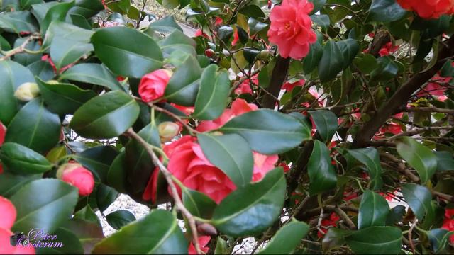 CAMELIA van Knop tot Bloem смотреть онлайн