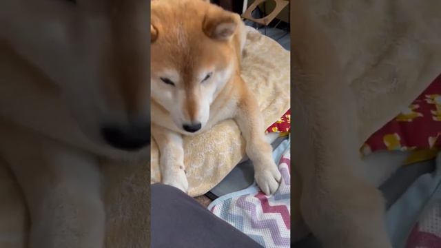 How To Train a Good Boi смотреть онлайн