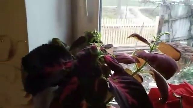 Новые "жители" моего подоконника. Обрезка Хризантемы Мультифлоры. смотреть онлайн