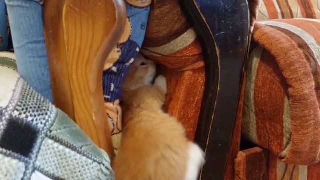 Самые КРАСИВЫЕ котята** смотреть онлайн