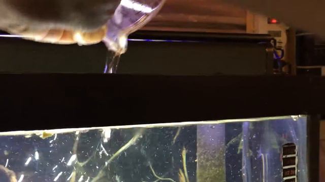 Measuring Salinity...well really 'specifc gravity' lol for saltwater Aquarium смотреть онлайн