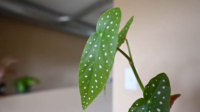 Begonia Maculata Wightii Care Guide | Polka Dot Begonia Tips!