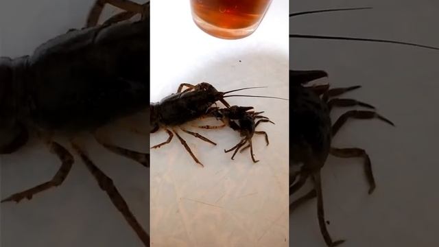 Бой краба и рака, видео которое вышло за рамки ютуба