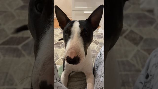 Как убрать значок «Made on Tilda» - опция доступна при годовой подписке! смотреть онлайн