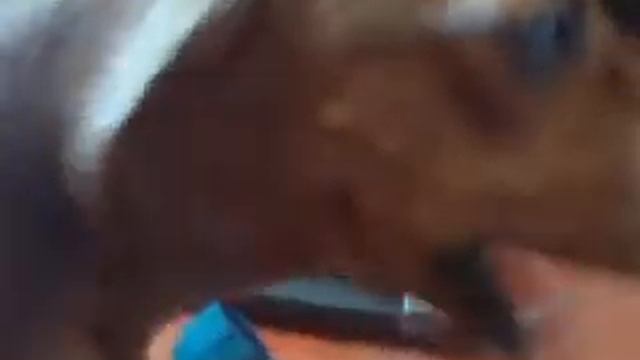 Wacky Dog Two смотреть онлайн