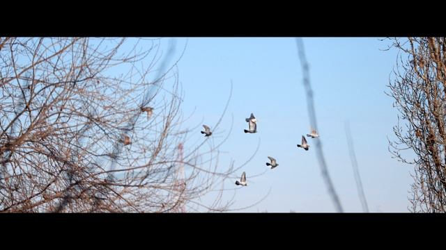 Болит ноет сердце