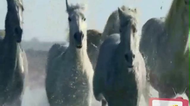 КОНИ В ЯБЛОКАХ, КОНИ СЕРЫЕ смотреть онлайн