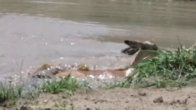 Глупый Гепард Подошел к Реке! Крокодил против Буйвола, Львов, Гепарда, Бегемота смотреть онлайн