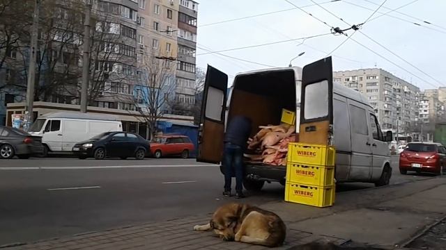 Одесса, доставка мясо в мясной магазин, улица Королева смотреть онлайн