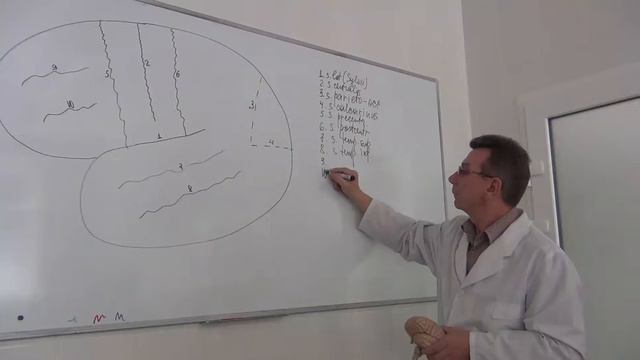 Рельеф плаща дорзолатеральная поверхность смотреть онлайн