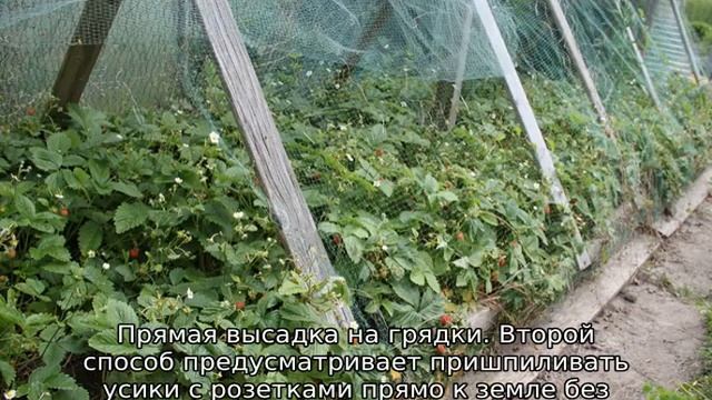 Как размножается земляника смотреть онлайн