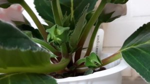 Глоксиния НП-Виктория.