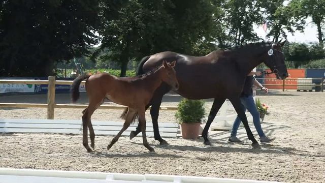 Stf v Don Romance PS x St Moritz Junior x Flovino 2021 смотреть онлайн