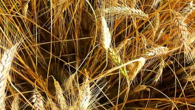 "Поделись своей любовью ". Автор - исполнитель Рафис Хайдаров.