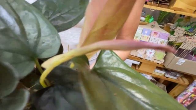 Сингониум Ред Арроу - обзор сорта | Одно из немногих комнатных растений, которое покорило мое сердц смотреть онлайн