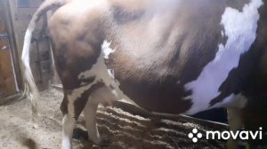 Запускаем коров. Мастит во время запуска. Как лечим.