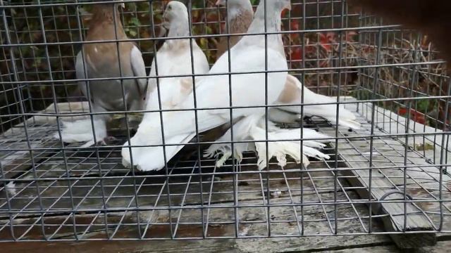 узбекские голуби Темрюк 14 10 21 смотреть онлайн