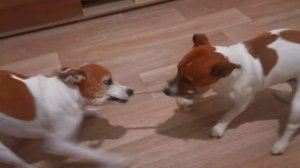 Минусы породы Парсон Рассел Терьер