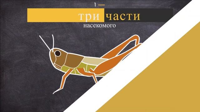 Интересные факты. Строение тела насекомого за минуту! смотреть онлайн