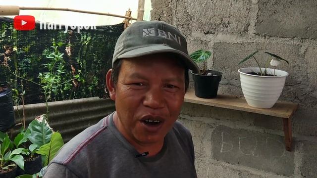SUKSES!! BUDIDAYA TANAMAN HIAS bisa Bertahan di Masa Pandemi | Harry Cpok смотреть онлайн