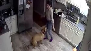 Парень установил дома скрытые камеры и узнал, что собака делает с его женой!