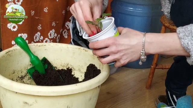 Посадка рассады в кокосовый субстрат