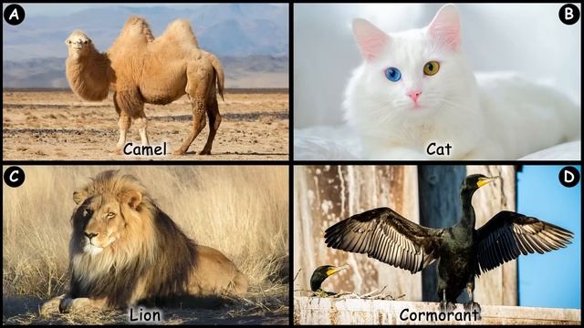 Guess the Animal Sound Game | 31 Animal Sounds Quiz | Multiple Choice смотреть онлайн