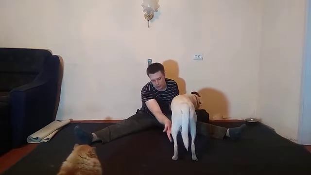 ДРЕССИРОВКА СОБАК| КАК НАУЧИТЬ СОБАКУ ДАВАТЬ ЗАДНЮЮ ЛАПУ| КАК НАУЧИТЬ СОБАКУ РАСКАТЫВАТЬ КОВРИК смотреть онлайн