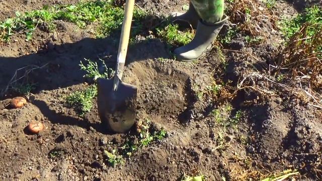 Битва за урожай 2021!.mp4 смотреть онлайн