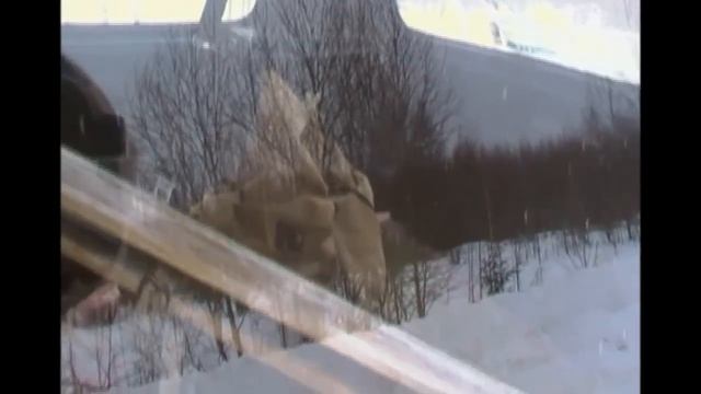 Охота зимой на зайца с русскими гончими. смотреть онлайн