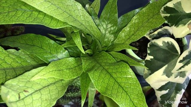 Мои Цветочные Новинки! Микросорум Крокодил,Филодендрон Брандтианум смотреть онлайн