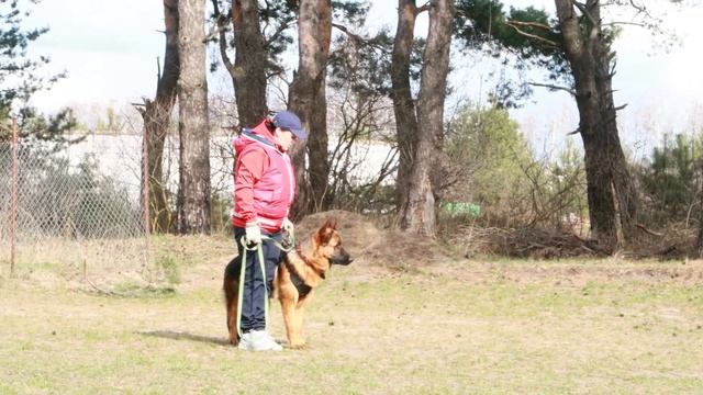 ТРУЖЕНИК //Лайтатурм ДЕРБИ//9 месяцев//процесс дрессировки собаки смотреть онлайн