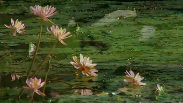 Лотос смотреть онлайн