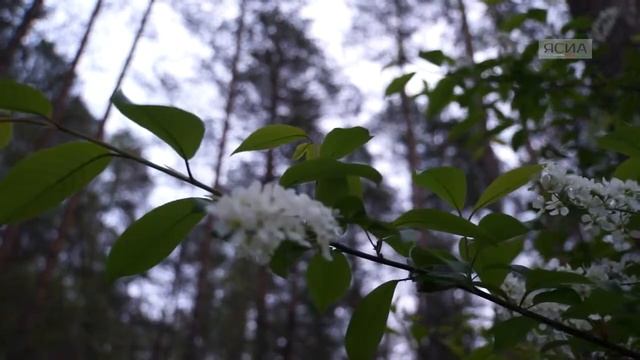 "Читаем вместе с ЯСИА": К акции ЯСИА присоединилась Рамзана Абуталипова смотреть онлайн