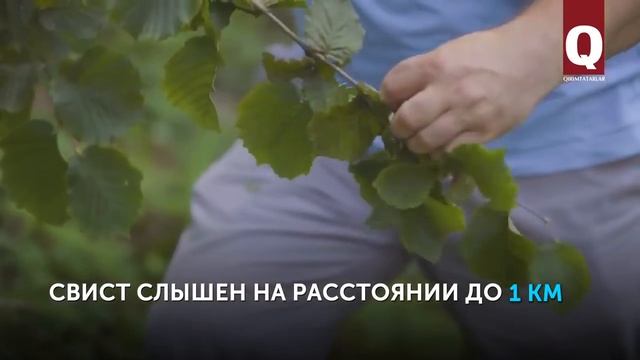 Птичий язык в глубинке Турции. Гиресун... смотреть онлайн