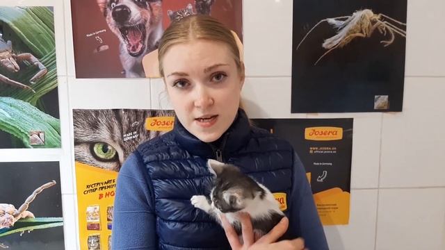 ПЕРВАЯ ПОМОЩЬ ПРИ ОТРАВЛЕНИЯХ У КОШЕК И СОБАК. Советы Ветеринарного Врача