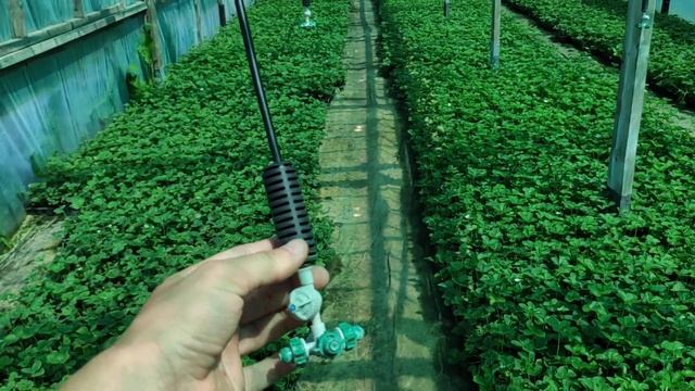 Клубника нсд (ремонтантная) в середине лета, погода жара ?. смотреть онлайн