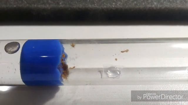 Муравьиная ферма- обзор колонии Lasius flavus смотреть онлайн