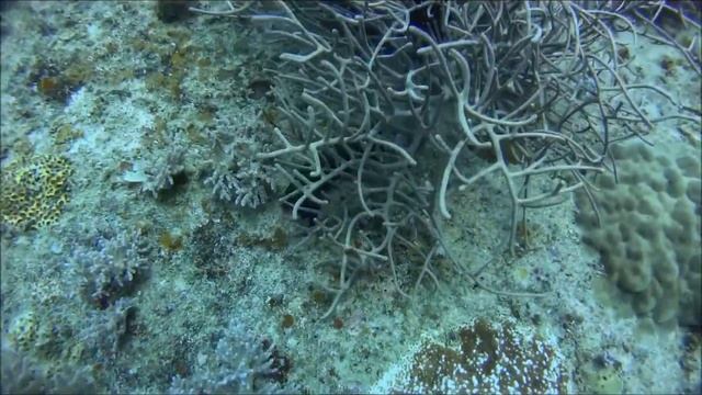 Dive @ Lombok - Nov 2015 смотреть онлайн