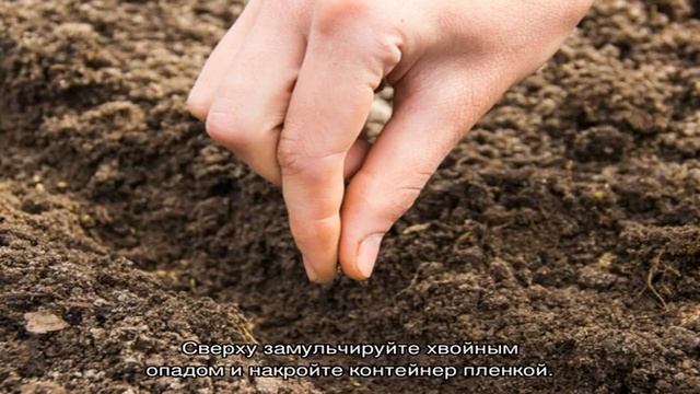 Пихта из семян – секреты и способы выращивания смотреть онлайн