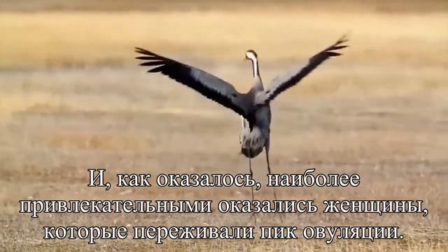 Овуляция улучшает осанку женщины — Статья смотреть онлайн