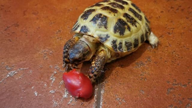 Чем кормить? Сухопутная черепаха смотреть онлайн