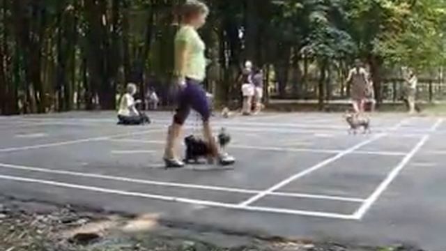 Детская площадка для собак 6