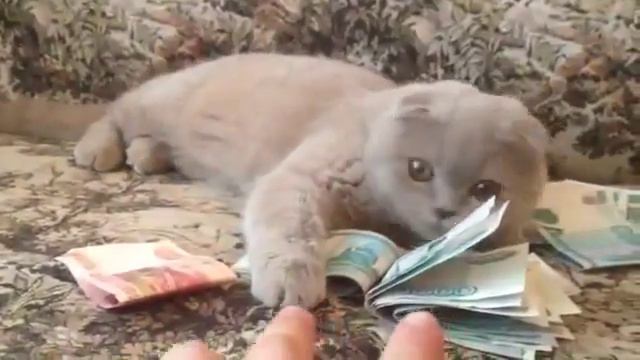 Котик нехочет отдать деньги смотреть онлайн