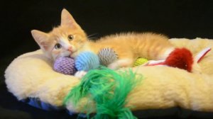 Москва.Котёнок в добрые руки!!