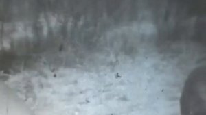 131-й Ошский пограничный отряд  КВПО.