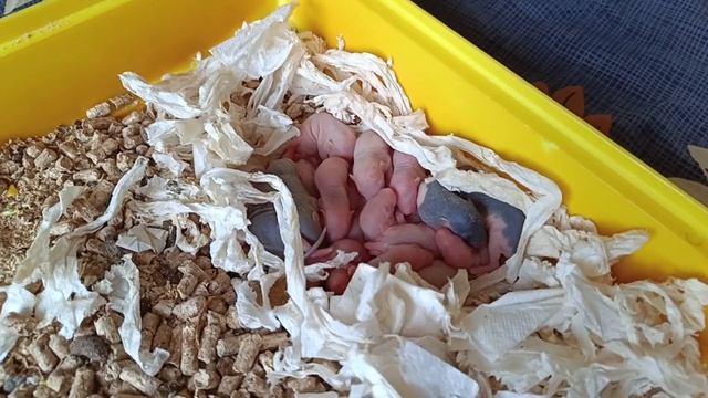КРЫСА ВЫКАРМЛИВАЕТ ЧУЖИХ КРЫСЯТ! КРЫСЕ НЕ ПРИШЛО МОЛОКО. ЧТО ДЕЛАТЬ? смотреть онлайн